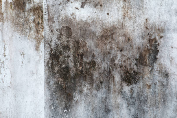 Best Emergency Mold Remediation  in Lock Haven, PA