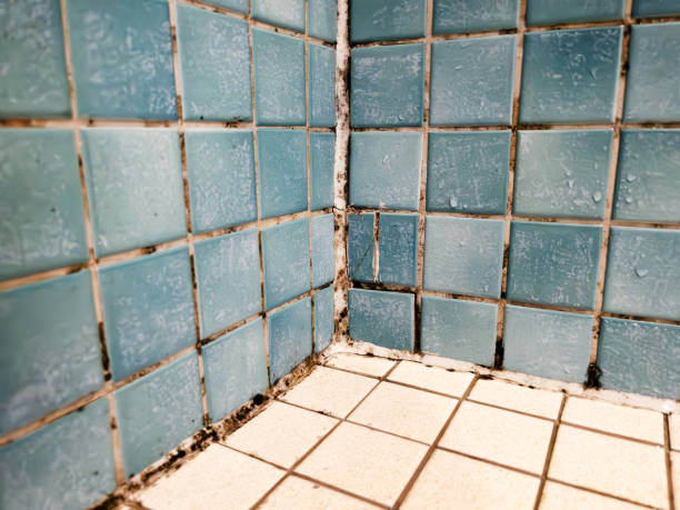Mold Odor Removal Services in Lock Haven, PA