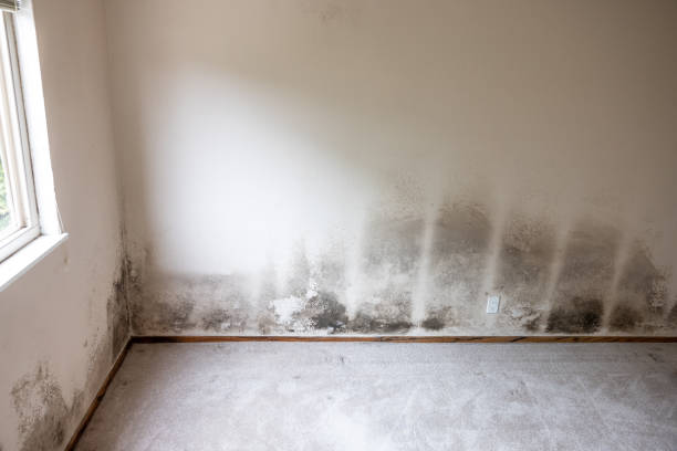  Lock Haven, PA Mold Removal Pros