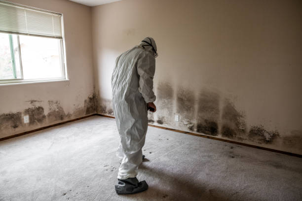 Best Environmental Consulting for Mold Prevention  in Lock Haven, PA